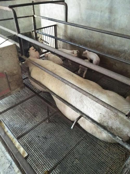 优质猪肉无病无有害物质饲养——养殖猪产品厂家直销